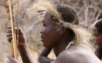 Некоторые племена демонстрирую резкое изменение кишечного биома