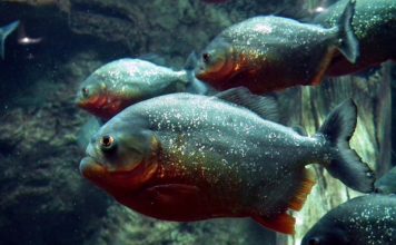 Ученые установили, что пираньи умеют лаять