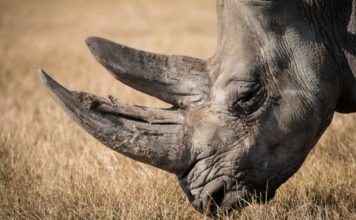 Ученые создали искусственный носорожий рог