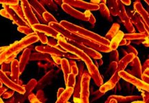 Найден способ обратить устойчивость туберкулеза к антибиотикам