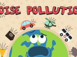 Дельфины больше всего страдают от уровня шумового загрязнения