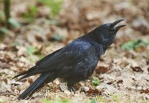 Ученые наблюдают за когнитивными способностями ворон