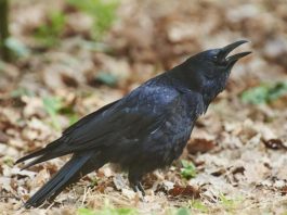 Ученые наблюдают за когнитивными способностями ворон