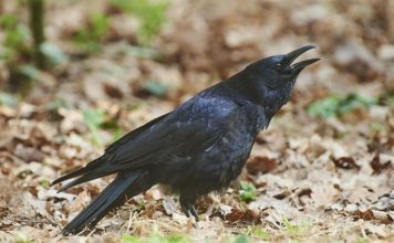 Ученые наблюдают за когнитивными способностями ворон