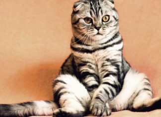 Большинство котов умнее, чем предполагали зоологи