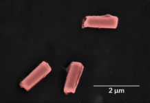 Новые клеточные нанороботы могут очищать бактерии