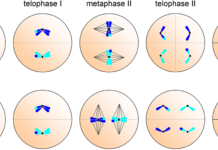 Феномен полиплоидии обнаружен у насекомых
