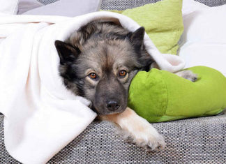 Что делать, если собаке стало плохо?