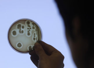 Ученые установили некоторые подробности «присасывания» бактерии к ДНК