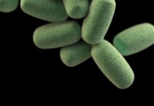 Разнообразие кишечного биома может улучшить социальный аспект жизни