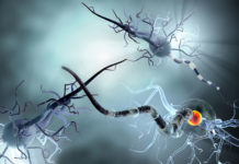 Механизмы нейронов продолжают удивлять ученых