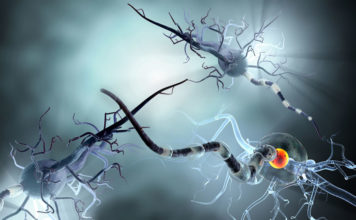 Механизмы нейронов продолжают удивлять ученых