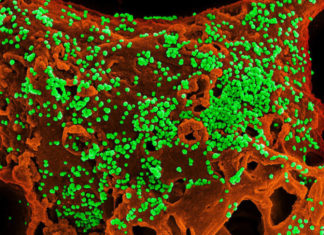 Все, что вы хотели знать о коронавирусе