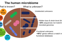 Вопрос о пользе пробиотиков остается открытым