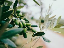 Оливковое масло обладает высокой эффективностью профилактики сердечных заболеваний