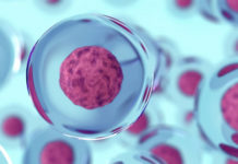 Найден способ управлять стволовыми клетками