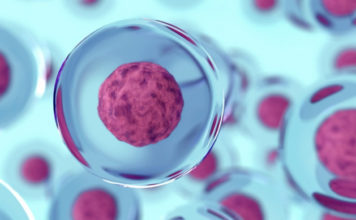 Найден способ управлять стволовыми клетками