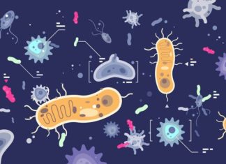 Бобровая струя — лучшее средство для укрепления иммунитета!