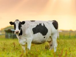 Найден способ уменьшить выработку метана от животных на фермах