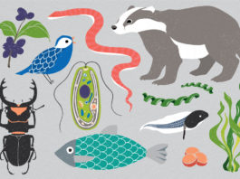 Проект Earth BioGenome предлагает изучить геном всех живых существ на планете