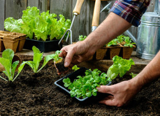 Как выращивать овощи самостоятельно?