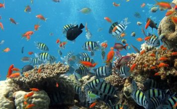 Ученые представили новый способ обнаружения коралловых рифов