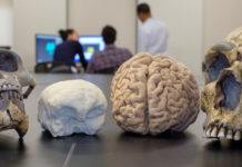 Форма мозга позволила Homo Sapiens пережить неандертальцев