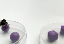 Ученые провели уникальный эксперимент со шмелями