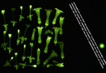 Ученые научили листья табака светиться изнутри