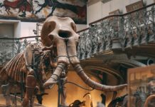 Во Флориде обнаружены уникальные останки мамонта