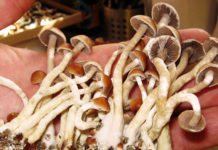 Ученые нашли способ безопасно и быстро добывать псилоцибин