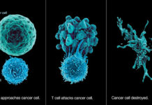 Представлен новый подход к раковой иммунотерапии