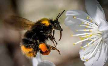 Шмели ранят листья цветов чтобы заставить их расти быстрее