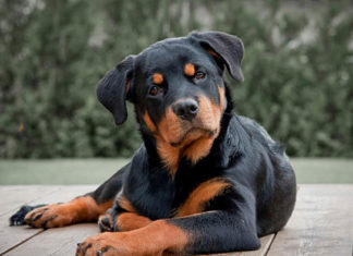 Как ухаживать за собакой?