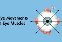 Создана лицевая маска, считывающая движение глаз во время сна