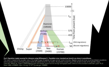 Антропологи установили существование нового вида гоминидов, повлиявших на нас