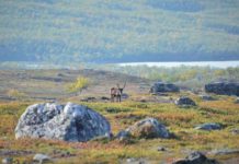 Арктика становится зеленее: отчет НАСА