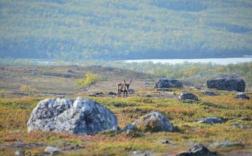 Арктика становится зеленее: отчет НАСА