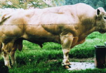 Ученые НАСА установили новый подход к сохранению мышечной массы в условиях космоса