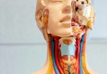 Пониженная выработка тироида может увеличить риск развития психических заболеваний