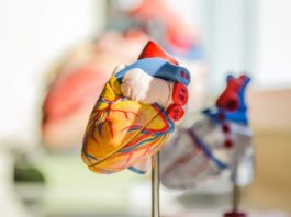 Потребление большого количества холестерина в молодости опаснее, чем предполагалось