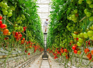 Как зарабатывать деньги на выращивании овощей?