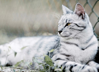 Как придать кошке эстетичный вид?