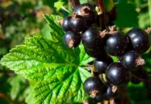 Черная смородина эффективно регулирует сахар в крови