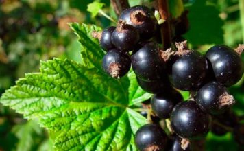 Черная смородина эффективно регулирует сахар в крови