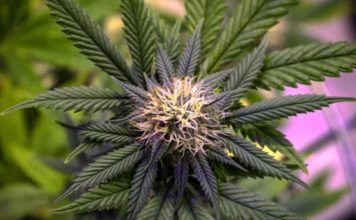 Применение каннабиноидов против мигрени может быть не лучшей идеей