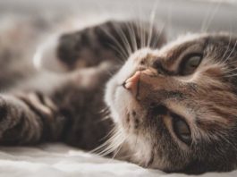 Natural Balance отзывает свою кошачью еду