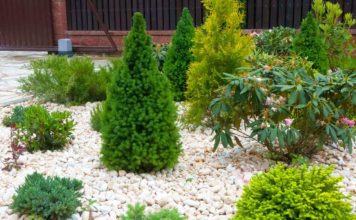 Добрива для хвойних дерев: види та опис