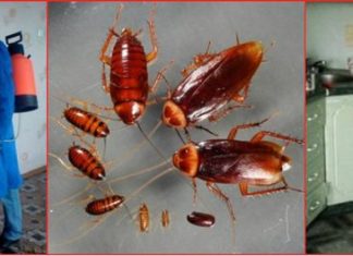 Уничтожение тараканов доступными методами