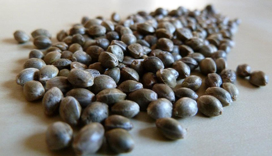 Семена конопли это игра выращивание марихуаны на пк